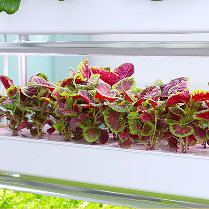 수직 수경 재배 시스템, 스마트 실내 수경 재배, 정원 - Smart Garden Box 리뷰 및 가격
