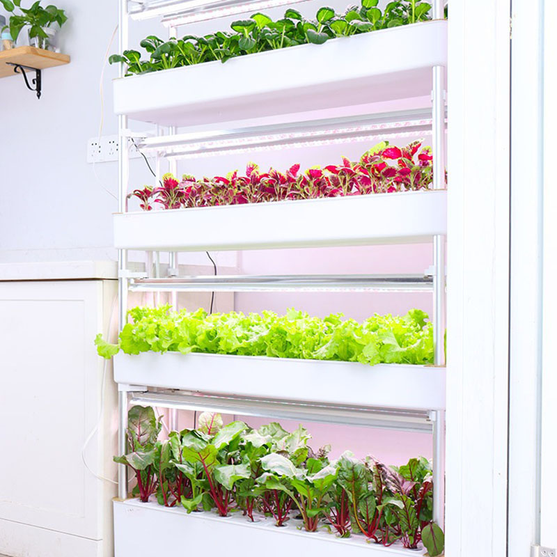 수직 수경 재배 시스템, 스마트 실내 수경 재배, 정원 - Smart Garden Box 리뷰 및 가격