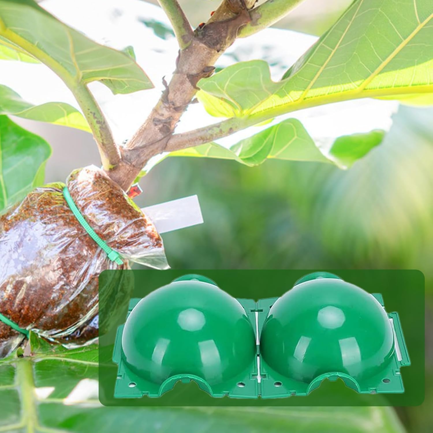 재사용 가능한 식물 뿌리화상볼 정원 접목 상자 번식 성 - Smart Garden Box 리뷰 및 가격